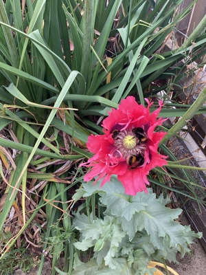 Crook Community Gardens