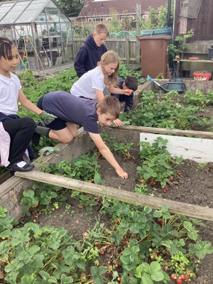 Crook Community Garden