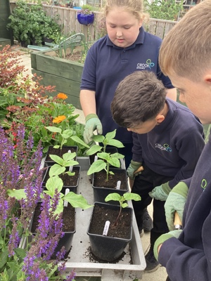 Crook Community Garden